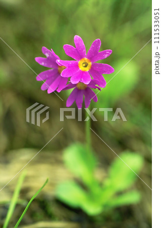 可憐なエゾコザクラの花 111533051