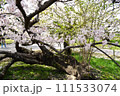 福岡城の老桜 111533074