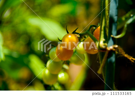 夏の野菜 ミニトマト アップ 夏の野菜 ミニトマト アップ 111533165