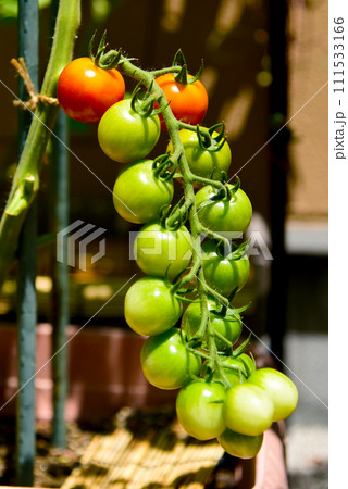 夏の野菜 ミニトマト アップ 夏の野菜 ミニトマト アップ 111533166