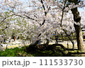 福岡城　天守閣跡の老桜 111533730