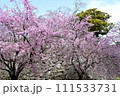 福岡城　石垣に咲く枝垂桜 111533731
