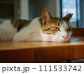 テーブルの上でくつろぐ猫 111533742