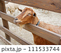 柵の間から顔を出している茶色いヤギ 111533744