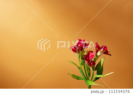 Red flowers against beige background copy space Red flowers against beige background copy space 111534378
