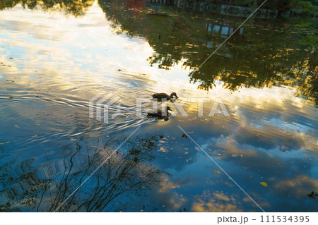 水鳥のいる風景 水鳥のいる風景 111534395