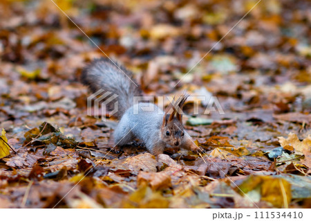 Red squirrel in the autumn forest in its natural habitat . Portrait of a squirrel close up. The forest is full of rich warm colors. Red squirrel in the autumn forest in its natural habitat . Portrait of a squirrel close up. The forest is full of rich warm colors. 111534410