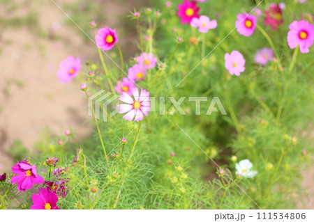 コスモスの花 コスモスの花 111534806