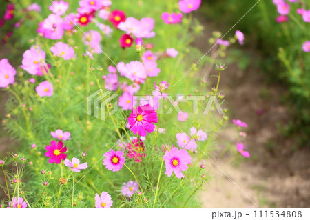 コスモスの花 コスモスの花 111534808