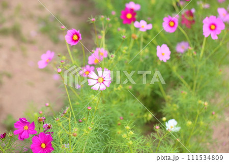 コスモスの花 コスモスの花 111534809