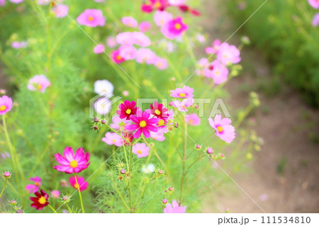 コスモスの花 コスモスの花 111534810