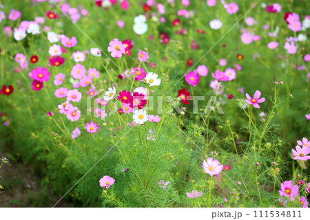 コスモスの花 111534811