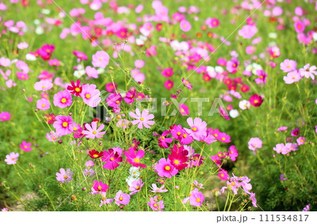 コスモスの花 コスモスの花 111534817