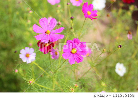 コスモスの花 コスモスの花 111535159