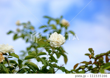 バラの花　プロスペリティ 111535166