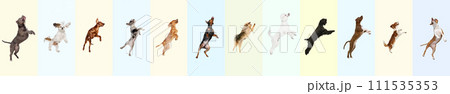 Collage made of different purebred dogs jumping, playing, flying against multicolored background. Playful pet Collage made of different purebred dogs jumping, playing, flying against multicolored background. Playful pet 111535353