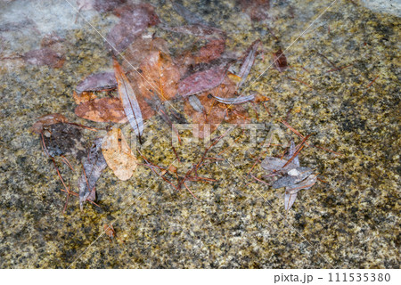 薄氷に閉じ込められた落ち葉たち【牛伏川】 薄氷に閉じ込められた落ち葉たち【牛伏川】 111535380