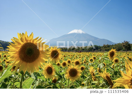 山中湖花の都公園 富士山と向日葵の絶景 山中湖花の都公園 富士山と向日葵の絶景 111535406