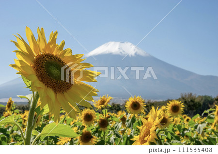 山中湖花の都公園 富士山と向日葵の絶景 山中湖花の都公園 富士山と向日葵の絶景 111535408