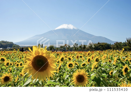 山中湖花の都公園　富士山と向日葵の絶景 111535410
