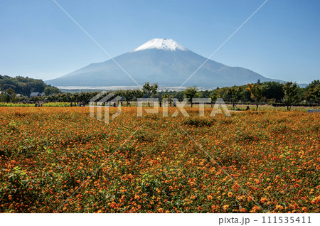 山中湖花の都公園　富士山とお花畑の絶景 111535411
