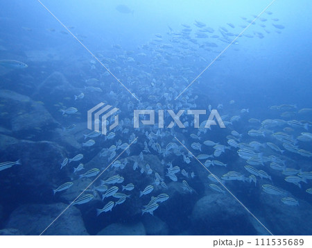 青い海を泳ぐ沢山の魚の群れ(須江/内浦ビーチ) 青い海を泳ぐ沢山の魚の群れ(須江/内浦ビーチ) 111535689