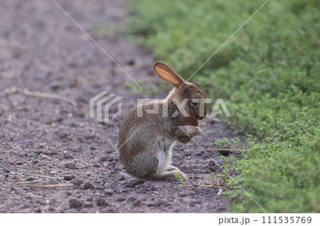 お耳をお掃除するかわいい野生のウサギ 111535769