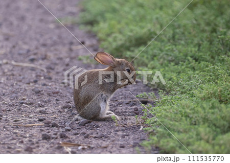 仕草がかわいい野生のウサギ 仕草がかわいい野生のウサギ 111535770