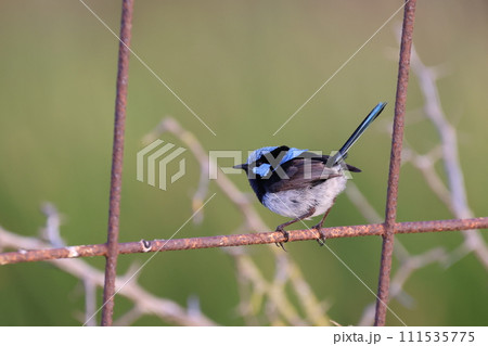 オーストラリアの草むらにいた幸せの青い鳥 オーストラリアの草むらにいた幸せの青い鳥 111535775