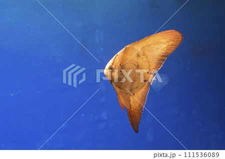 ナンヨウツバメウオ ツバメウオ 枯れ葉 擬態 マンジュウダイ レプトケファルス orbic fish ナンヨウツバメウオ ツバメウオ 枯れ葉 擬態 マンジュウダイ レプトケファルス orbic fish 111536089