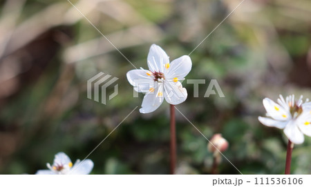 バイカオウレン 111536106