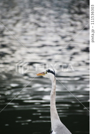 水鳥の黄昏 111536303