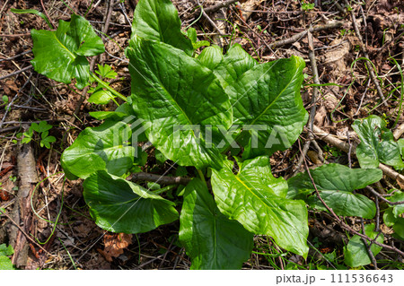 Cuckoopint or Arum maculatum arrow shaped leaf, woodland poisonous plant in family Araceae. arrow shaped leaves. Other names are nakeshead, adder's root, arum, wild arum, arum lily, lords-and-ladies Cuckoopint or Arum maculatum arrow shaped leaf, woodland poisonous plant in family Araceae. arrow shaped leaves. Other names are nakeshead, adder's root, arum, wild arum, arum lily, lords-and-ladies 111536643