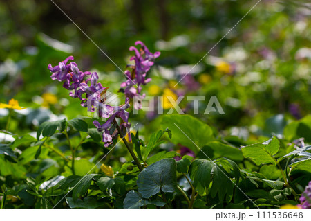 Corydalis. Corydalis solida. Violet flower forest blooming in spring. The first spring flower, purple. Wild corydalis in nature 111536648