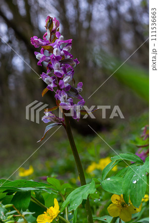 Corydalis. Corydalis solida. Violet flower forest blooming in spring. The first spring flower, purple. Wild corydalis in nature Corydalis. Corydalis solida. Violet flower forest blooming in spring. The first spring flower, purple. Wild corydalis in nature 111536663