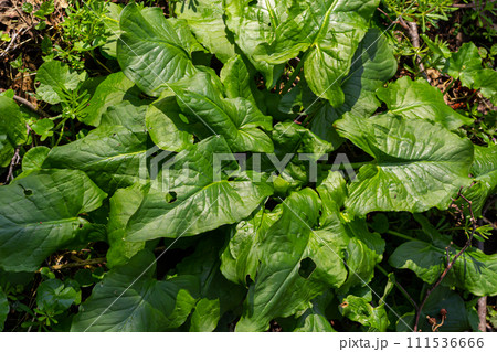 Cuckoopint or Arum maculatum arrow shaped leaf, woodland poisonous plant in family Araceae. arrow shaped leaves. Other names are nakeshead, adder's root, arum, wild arum, arum lily, lords-and-ladies Cuckoopint or Arum maculatum arrow shaped leaf, woodland poisonous plant in family Araceae. arrow shaped leaves. Other names are nakeshead, adder's root, arum, wild arum, arum lily, lords-and-ladies 111536666