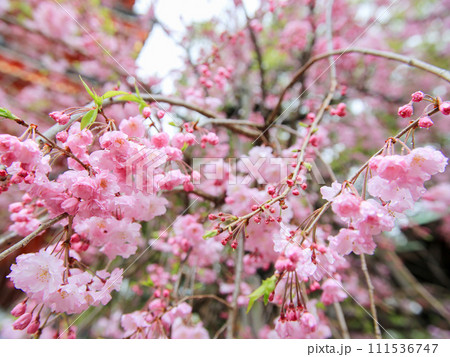 五重塔に咲いた枝垂れ桜 111536747