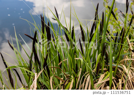 Carex acuta - found growing on the margins of rivers and lakes in the Palaearctic terrestrial ecoregions in beds of wet, alkaline or slightly acid depressions with mineral soil Carex acuta - found growing on the margins of rivers and lakes in the Palaearctic terrestrial ecoregions in beds of wet, alkaline or slightly acid depressions with mineral soil 111536751
