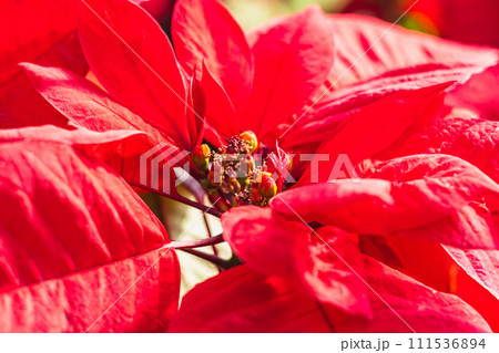 ポインセチア ポインセチア 111536894