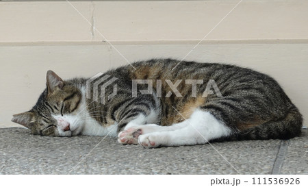 のらねこ のらねこ 111536926