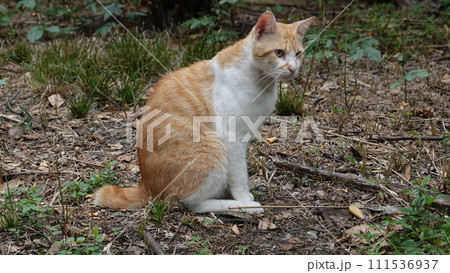 のらねこ のらねこ 111536937