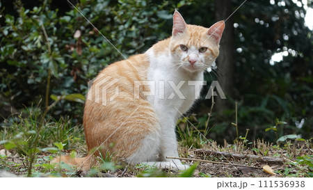 のらねこ 111536938