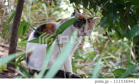 のらねこ 111536941