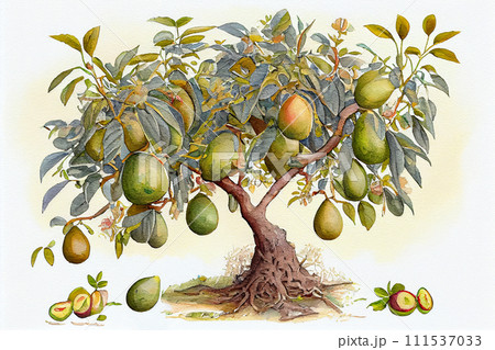 An avocado tree with ripe avocado fruits hanging from its branches, generative ai illustration 111537033