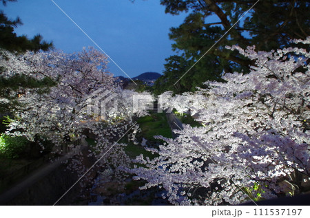苦楽園の夜桜・甲山-夙川公園・兵庫県西宮市 111537197