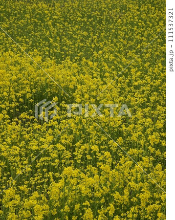 菜の花 111537321