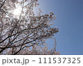 桜と太陽と青空 111537325