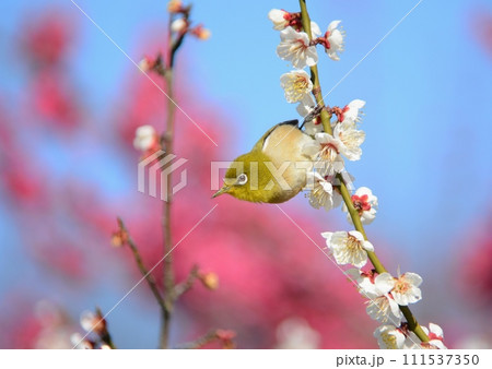 梅の蜜を吸うメジロ 111537350