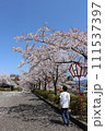 桜と子供 111537397