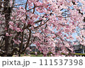接写の桜 111537398